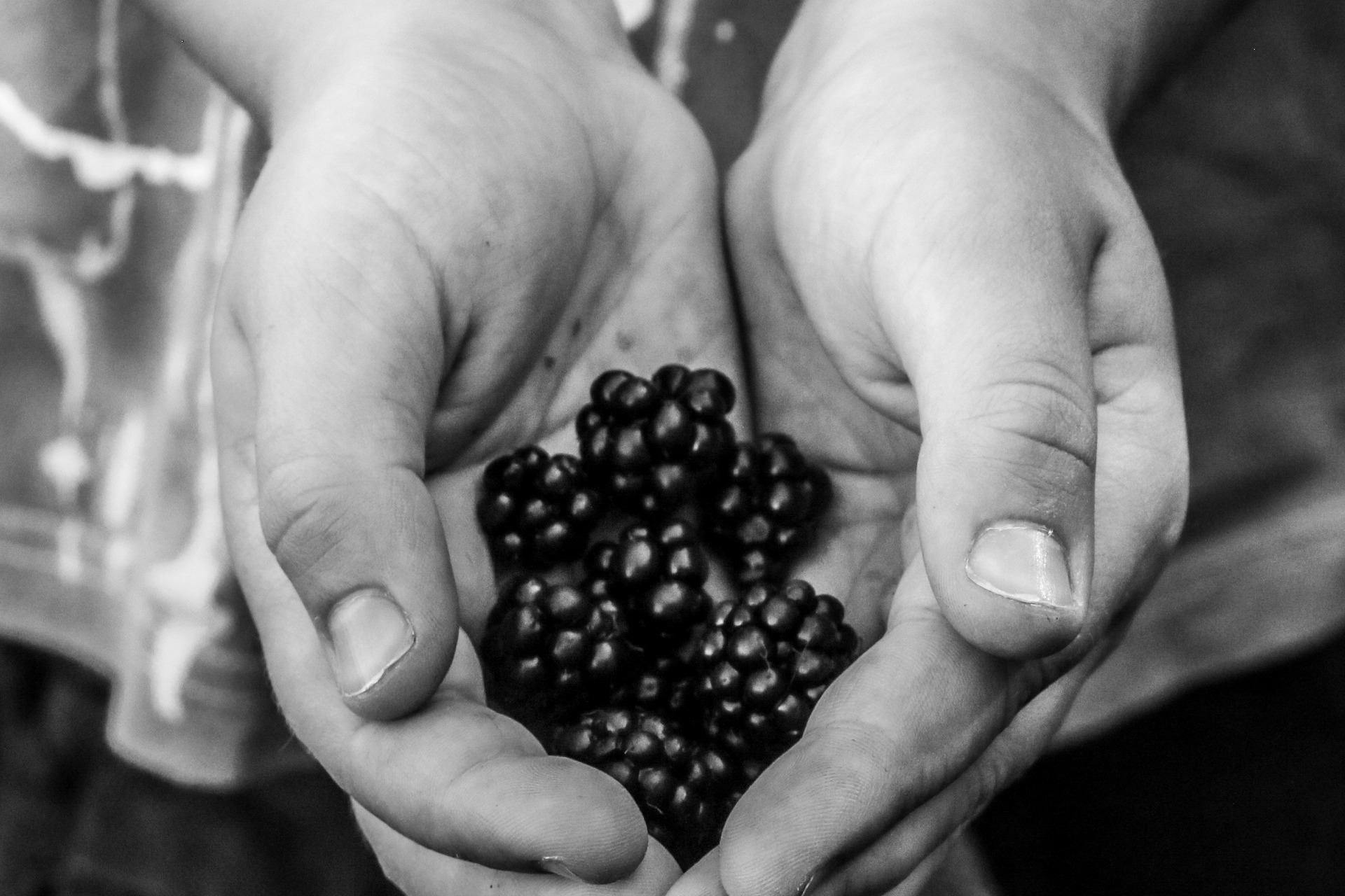 Blackberries in hands at cornfields school in Ashford, Kent